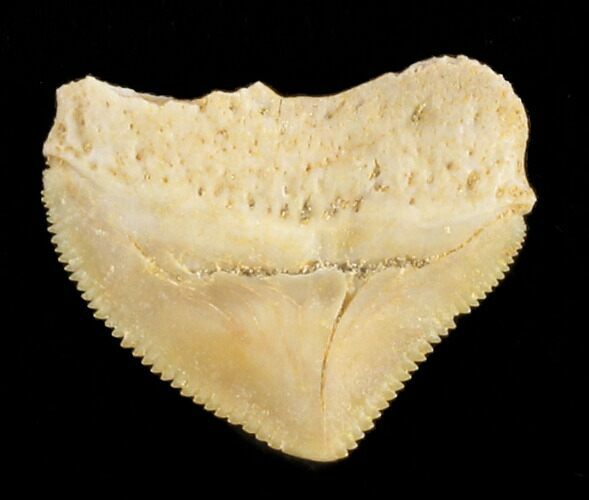 Nice Squalicorax (Crow Shark) Fossil Tooth #38421